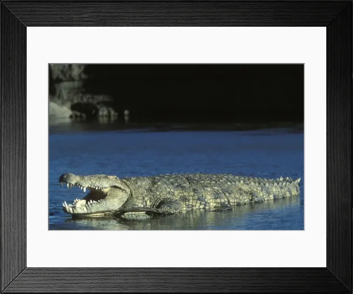 Framed Print : Nile Crocodile - resting in water Framed Print : Nile Crocodile - resting in water