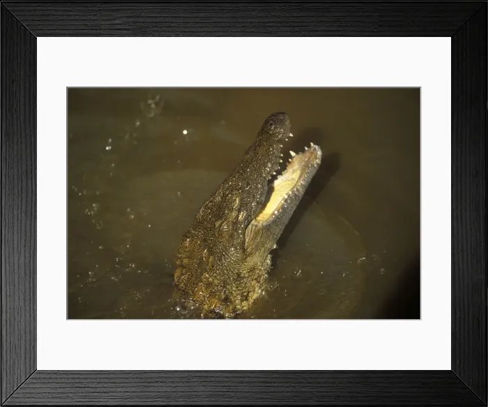 Framed Print : Nile Crocodile - mouth open Framed Print : Nile Crocodile - mouth open