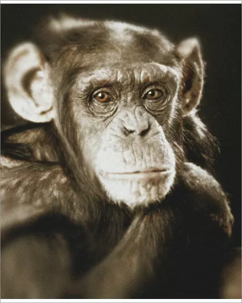 Chimpanzee - Portrait, sepia effect
