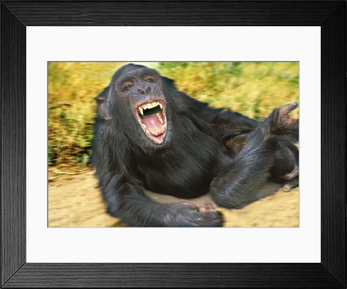Framed Print : Chimpanzee - aggressive Framed Print : Chimpanzee - aggressive