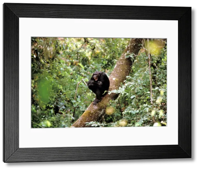 Framed Print : Chimpanzee - sitting on tree trunk in forest Tanzania Framed Print : Chimpanzee - sitting on tree trunk in forest Tanzania