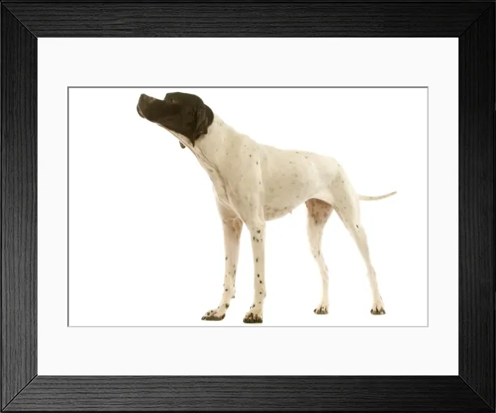 Framed Print : Pointer - in studio Framed Print : Pointer - in studio