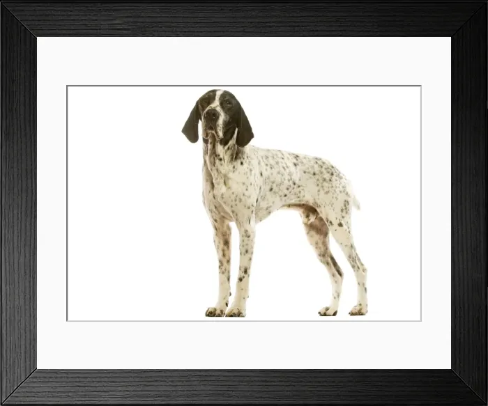 Framed Print : Auvergne Pointer - in studio. Also known as Braque d'Auvergne Framed Print : Auvergne Pointer - in studio. Also known as Braque d'Auvergne