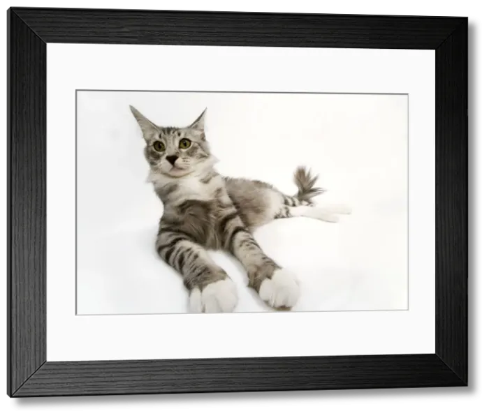 Framed Print : Norwegian & Silver Tabby Cat - mackerel and white Framed Print : Norwegian & Silver Tabby Cat - mackerel and white