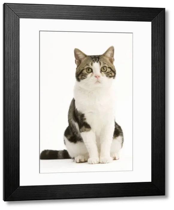 Framed Print : American Shorthair Cat - white & brown tabby Framed Print : American Shorthair Cat - white & brown tabby