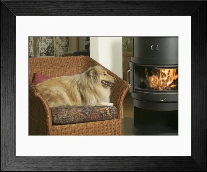 Framed Print : Dog - Collie in armchair by fire Framed Print : Dog - Collie in armchair by fire
