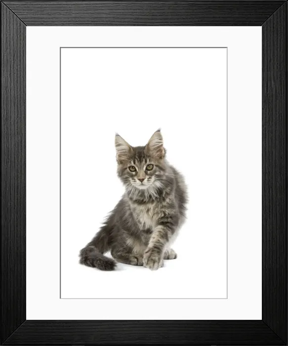 Framed Print : Maine Coon - blue tabby Framed Print : Maine Coon - blue tabby