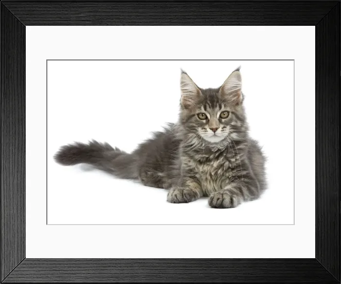 Framed Print : Maine Coon - blue tabby Framed Print : Maine Coon - blue tabby