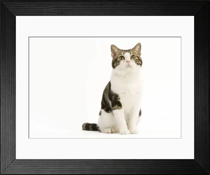 Framed Print : American Shorthair Cat - white & brown tabby Framed Print : American Shorthair Cat - white & brown tabby