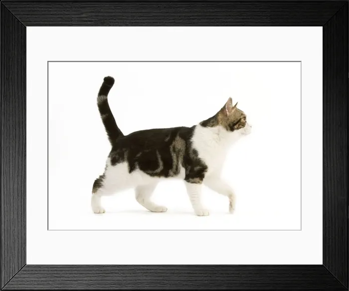 Framed Print : American Shorthair Cat - white & brown tabby Framed Print : American Shorthair Cat - white & brown tabby