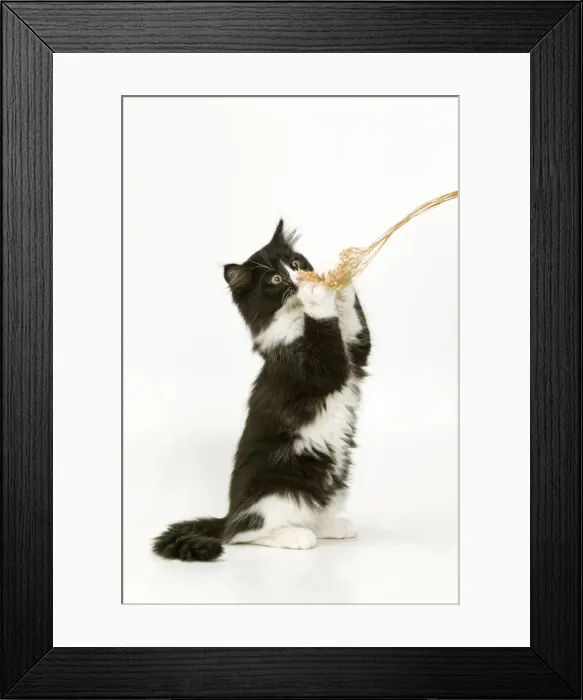 Framed Print : Black & White Cat - on hind legs playing with string