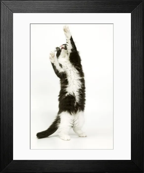 Framed Print : Black & White Cat - on hind legs, stretching Framed Print : Black & White Cat - on hind legs, stretching