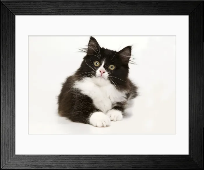 Framed Print : Black & White Cat - in studio Framed Print : Black & White Cat - in studio