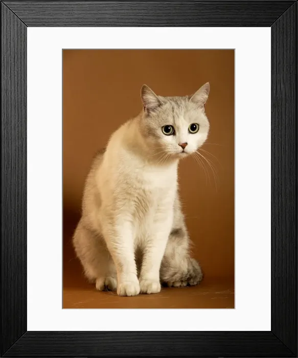 Framed Print : European cream shorthair cat - sitting Framed Print : European cream shorthair cat - sitting