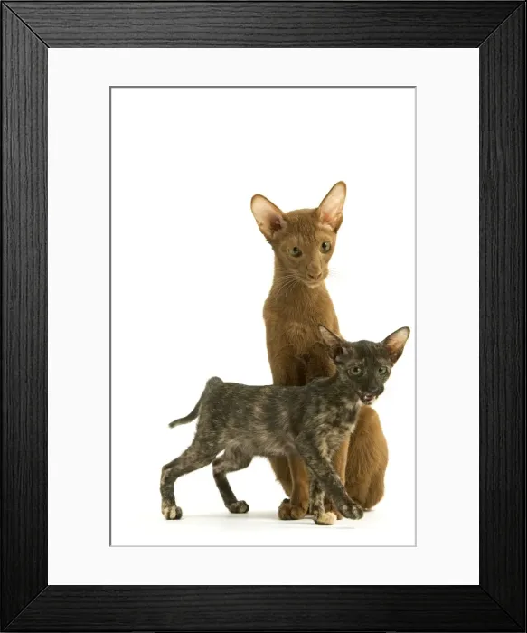 Framed Print : Cat - adult Oriental Cinnamon with Oriental Tortie kitten Framed Print : Cat - adult Oriental Cinnamon with Oriental Tortie kitten