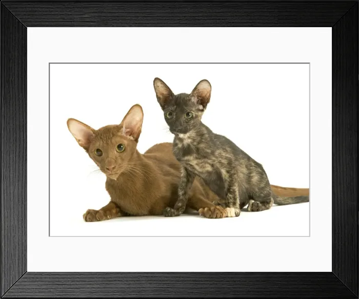 Framed Print : Cat - adult Oriental Cinnamon with Oriental Tortie kitten Framed Print : Cat - adult Oriental Cinnamon with Oriental Tortie kitten