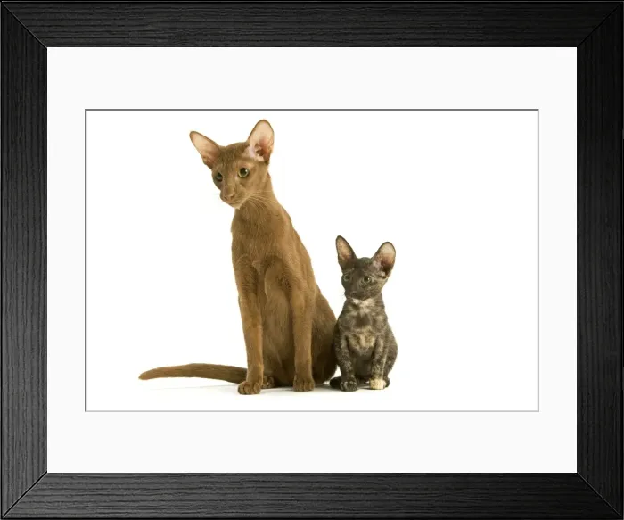 Framed Print : Cat - adult Oriental Cinnamon with Oriental Tortie kitten Framed Print : Cat - adult Oriental Cinnamon with Oriental Tortie kitten