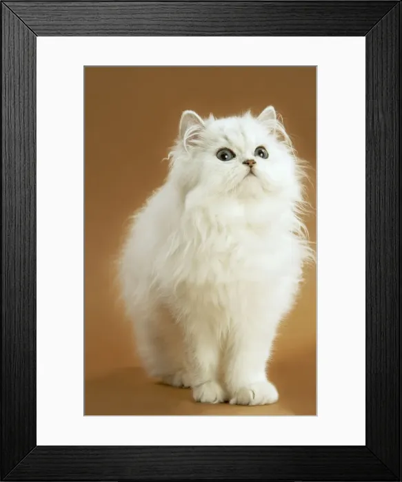 Framed Print : Cat - long-haired Persian Chinchilla Framed Print : Cat - long-haired Persian Chinchilla