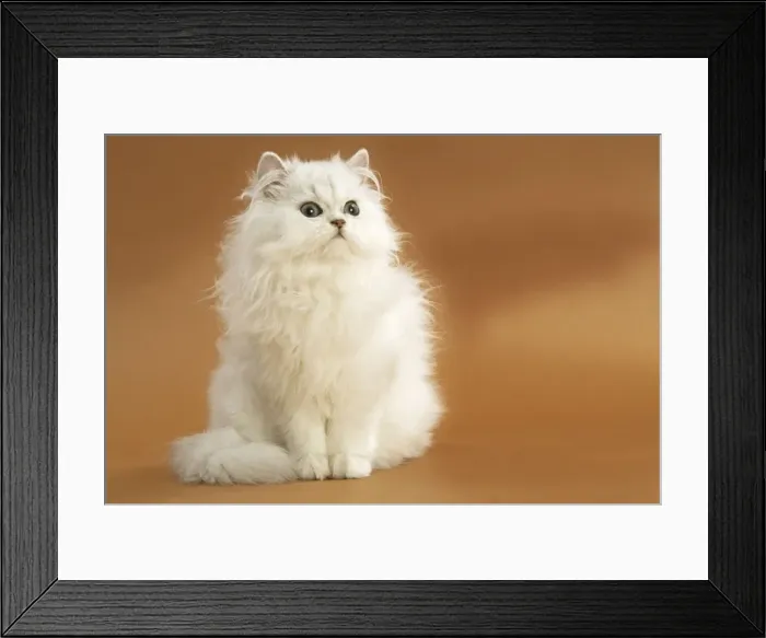 Framed Print : Cat - long-haired Persian Chinchilla Framed Print : Cat - long-haired Persian Chinchilla