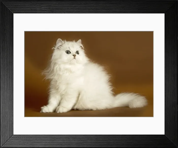 Framed Print : Cat - long-haired Persian Chinchilla Framed Print : Cat - long-haired Persian Chinchilla