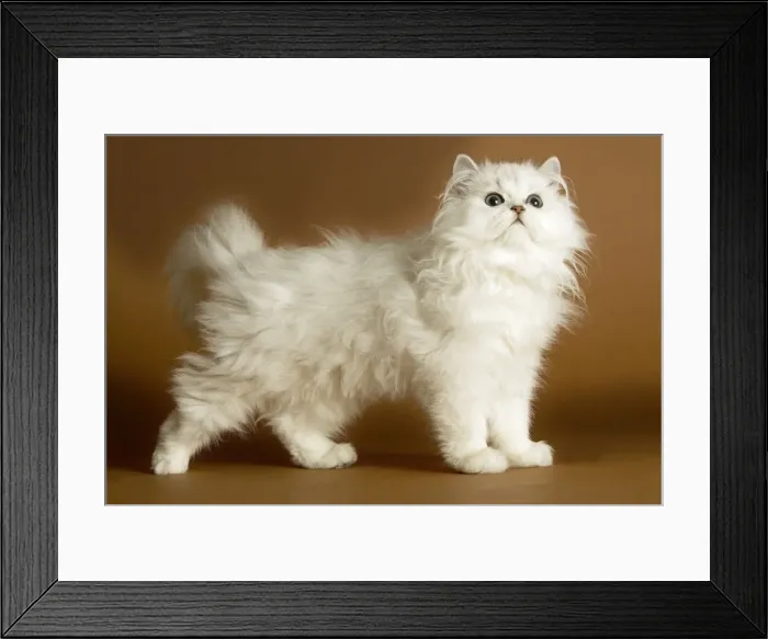 Framed Print : Cat - long-haired Persian Chinchilla Framed Print : Cat - long-haired Persian Chinchilla