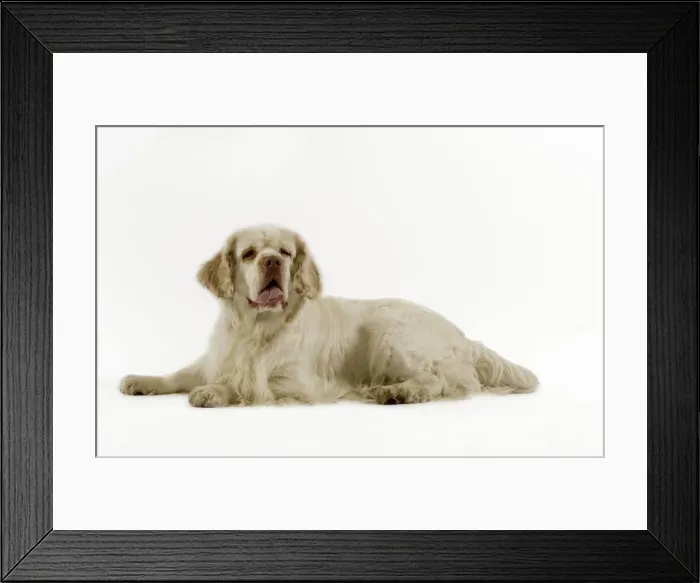 Framed Print : Dog - Clumber Spaniel, lying down Framed Print : Dog - Clumber Spaniel, lying down
