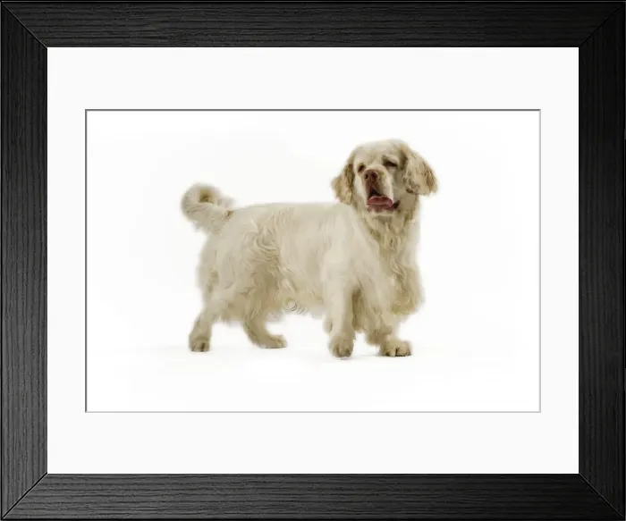 Framed Print : Dog - Clumber Spaniel Framed Print : Dog - Clumber Spaniel
