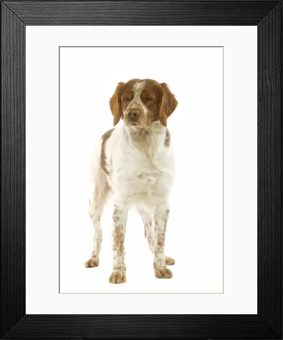 Framed Print : Brittany Spaniel Framed Print : Brittany Spaniel