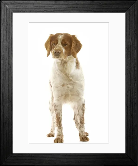 Framed Print : Brittany Spaniel Framed Print : Brittany Spaniel