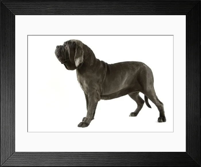 Framed Print : Neapolitan Mastiff - standing. Also known as Mastino Napoletano Framed Print : Neapolitan Mastiff - standing. Also known as Mastino Napoletano
