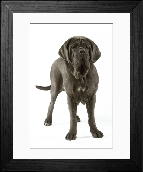 Framed Print : Neapolitan Mastiff - standing. Also known as Mastino Napoletano Framed Print : Neapolitan Mastiff - standing. Also known as Mastino Napoletano