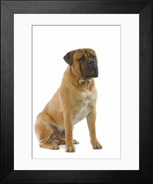 Framed Print : Bullmastiff - sitting