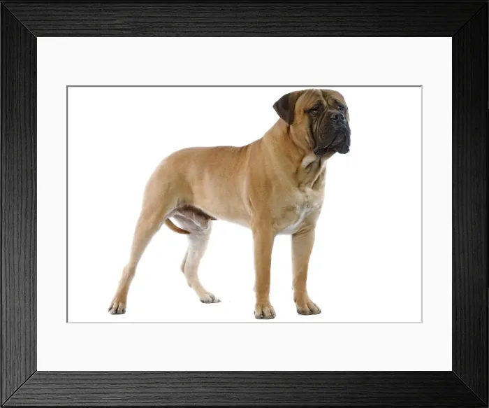 Framed Print : Bullmastiff - standing Framed Print : Bullmastiff - standing