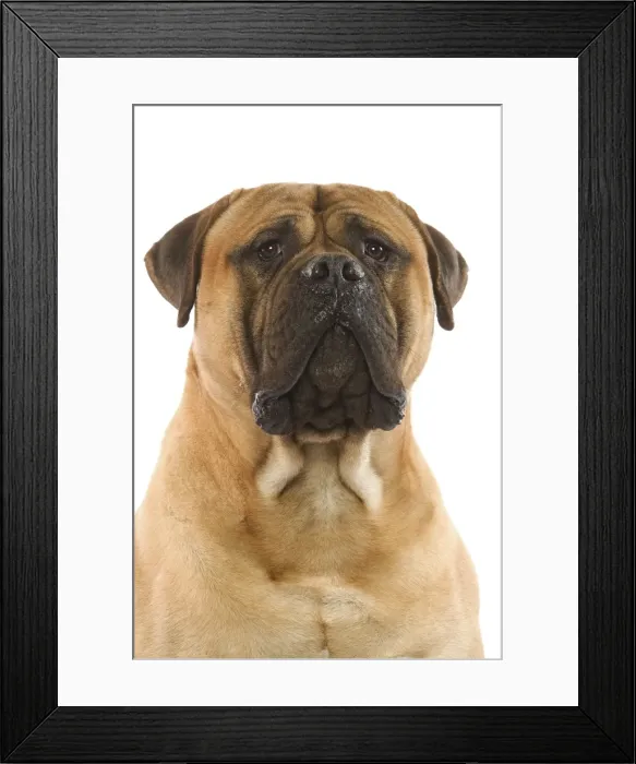 Framed Print : Bullmastiff Dog