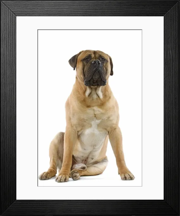 Framed Print : Bullmastiff Dog Framed Print : Bullmastiff Dog
