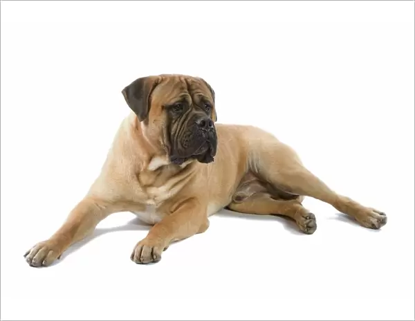 Bullmastiff Dog - lying