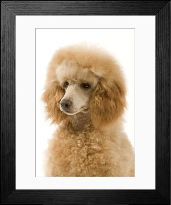 Framed Print : Dog - Apricot Poodle