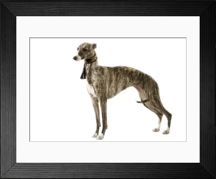 Framed Print : Dog - Whippet Framed Print : Dog - Whippet