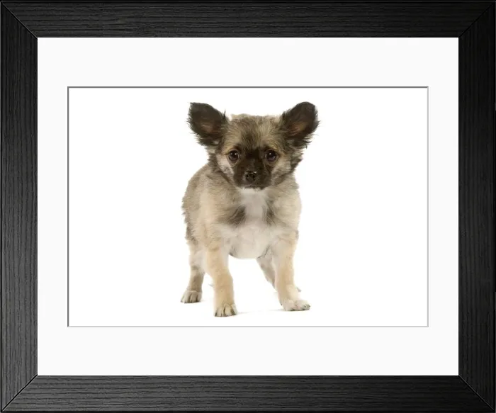 Framed Print : Dog - Chihuahua