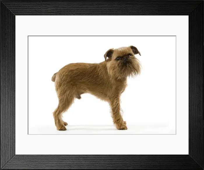 Framed Print : Dog - Griffon Bruxellois / Griffon Belg Framed Print : Dog - Griffon Bruxellois / Griffon Belg