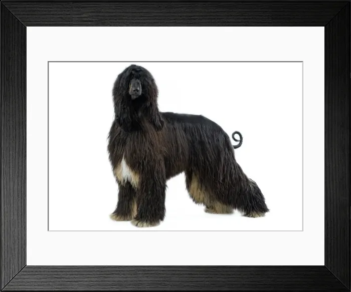 Framed Print : Dog - Afghan Hound levrier afgan Framed Print : Dog - Afghan Hound levrier afgan