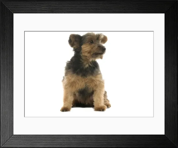 Framed Print : Dog - Yorkshire Terrier puppy Framed Print : Dog - Yorkshire Terrier puppy