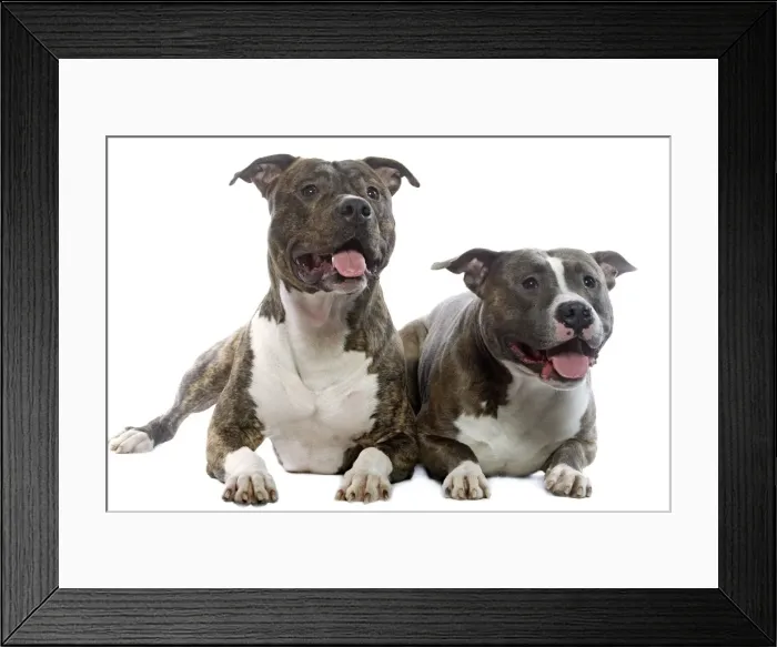 Framed Print : Dog - American Staffordshire Terriers Framed Print : Dog - American Staffordshire Terriers