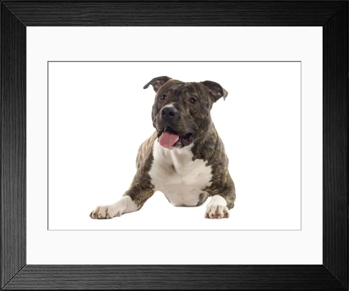 Framed Print : Dog - American Staffordshire Terriers Framed Print : Dog - American Staffordshire Terriers