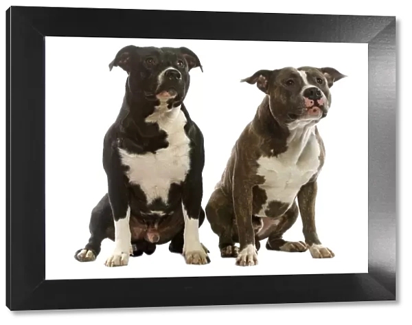 Dog - American Staffordshire Terriers