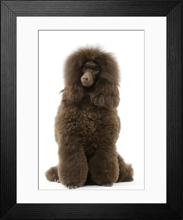 Framed Print : Dog - Poodle (caniche moyen) Framed Print : Dog - Poodle (caniche moyen)