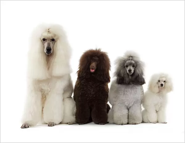 Dog - Poodles - Row of 4 (caniche)