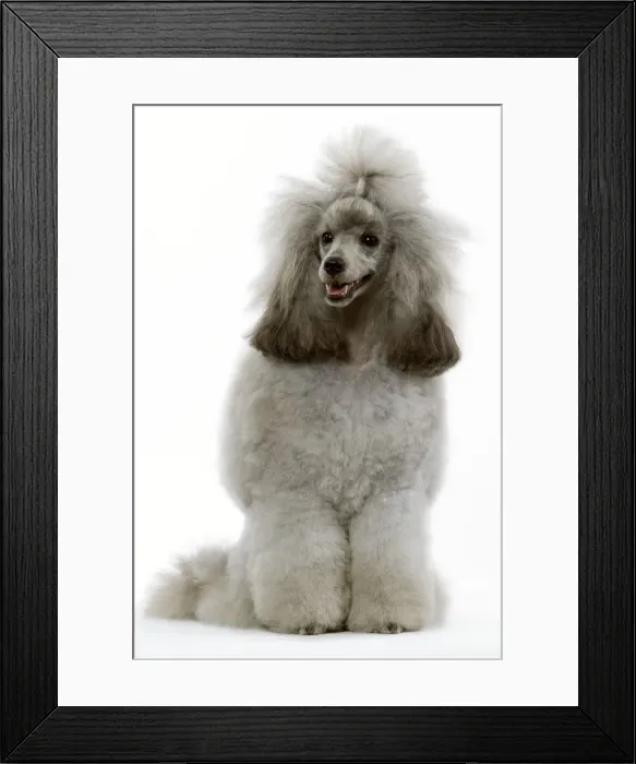 Framed Print : Dog - Poodle (caniche nain) Framed Print : Dog - Poodle (caniche nain)