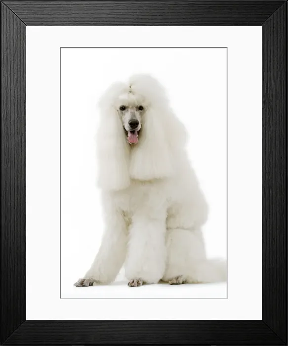 Framed Print : Dog - Poodle (caniche royal) Framed Print : Dog - Poodle (caniche royal)