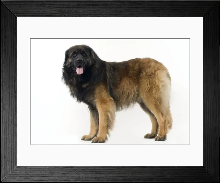 Framed Print : Dog - Leonberger